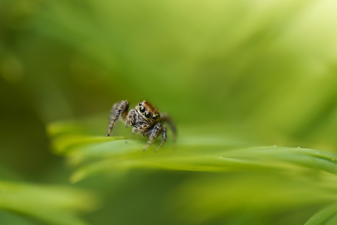Photo Jumping spider